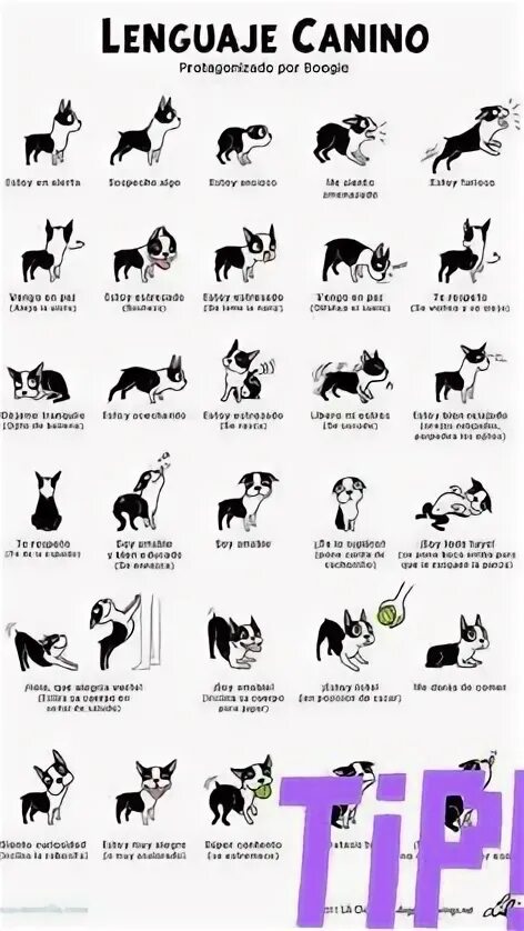 Dog positions. Dog positions