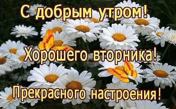 Доброго летнего утра вторника и хорошего дня. Доброго вторника. поздравление со вторником. доброе утро вторника удачного дня. открытки с добрым утром вторника.