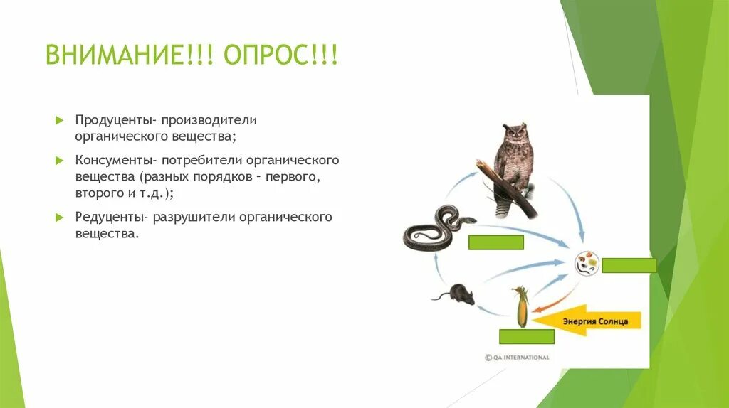 Что такое продуценты в биологии 5 класс. Продуценты производители органического вещества. Продуценты консументы и редуценты это. Разрушители органических веществ. Разрушители редуценты.