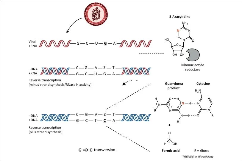 5-Azacytidine. DNA Transcription mechanism. Minus Strand DNA. 5-Azacytidine-5'-elaidate.