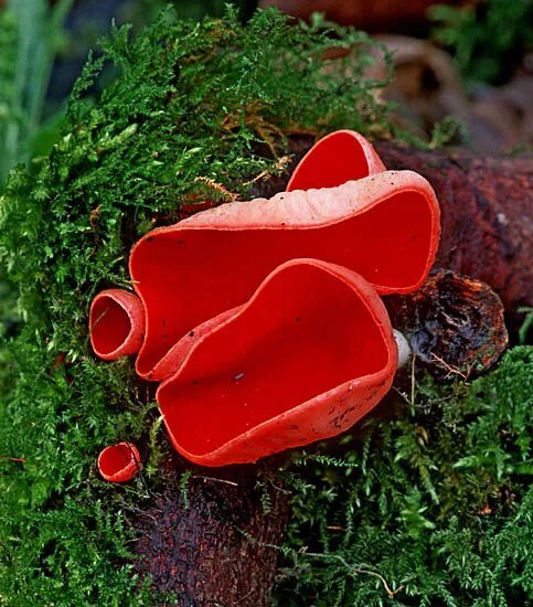 сон красные грибы. бордовый гриб. саркосцифа австрийская съедобный. сон красные грибы. саркосцифа австрийская.