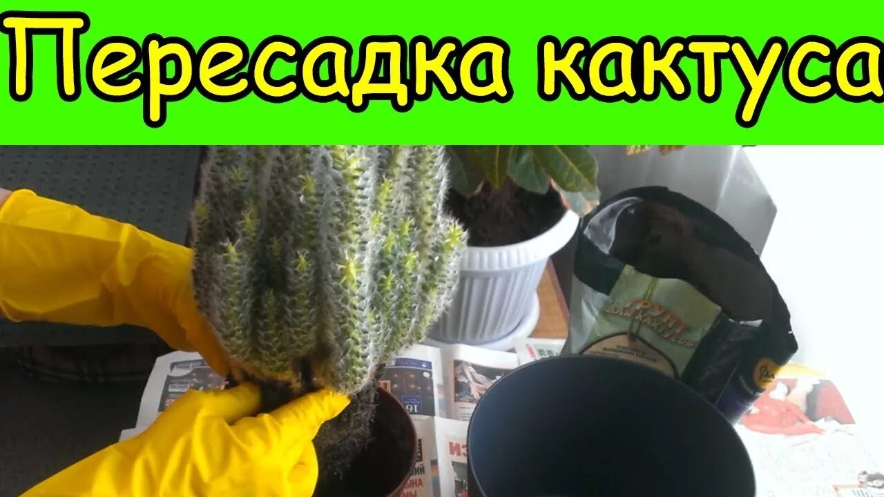 Как пересадить колючий кактус в другой. Как пересадить кактус. пересадка кактуса. как пересадить кактус в другой. как пересадить кактус в другой горшок.