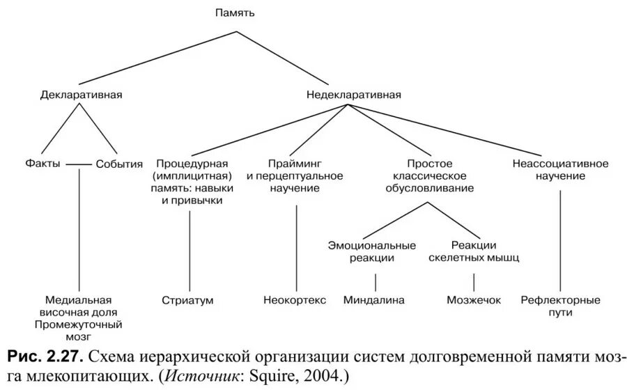 Эксплицитная и имплицитная память. Процедурная и декларативная память. разновидности процедурной памяти. процедурная память это в психологии. процедурная (имплицитная) память.