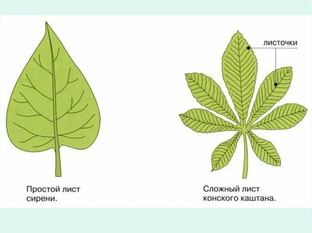 Лист 1 уровень. Каштан конский жилкование листа. Жилкование листа каштана. Конский каштан листорасположение и жилкование. Лист каштана жилкование и листорасположение.