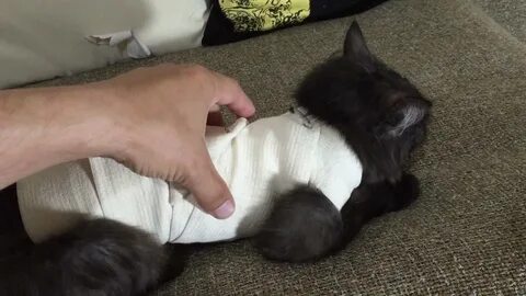 Котенок сломал