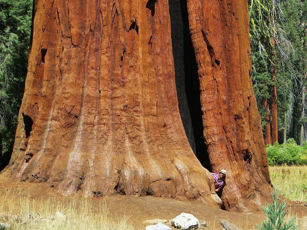 Где больше деревьев. Секвойядендрон гигантский Мамонтово дерево. Секвойя Мамонтово дерево. Калифорнийская Секвойя Гиперион. Тсеквое дерево.