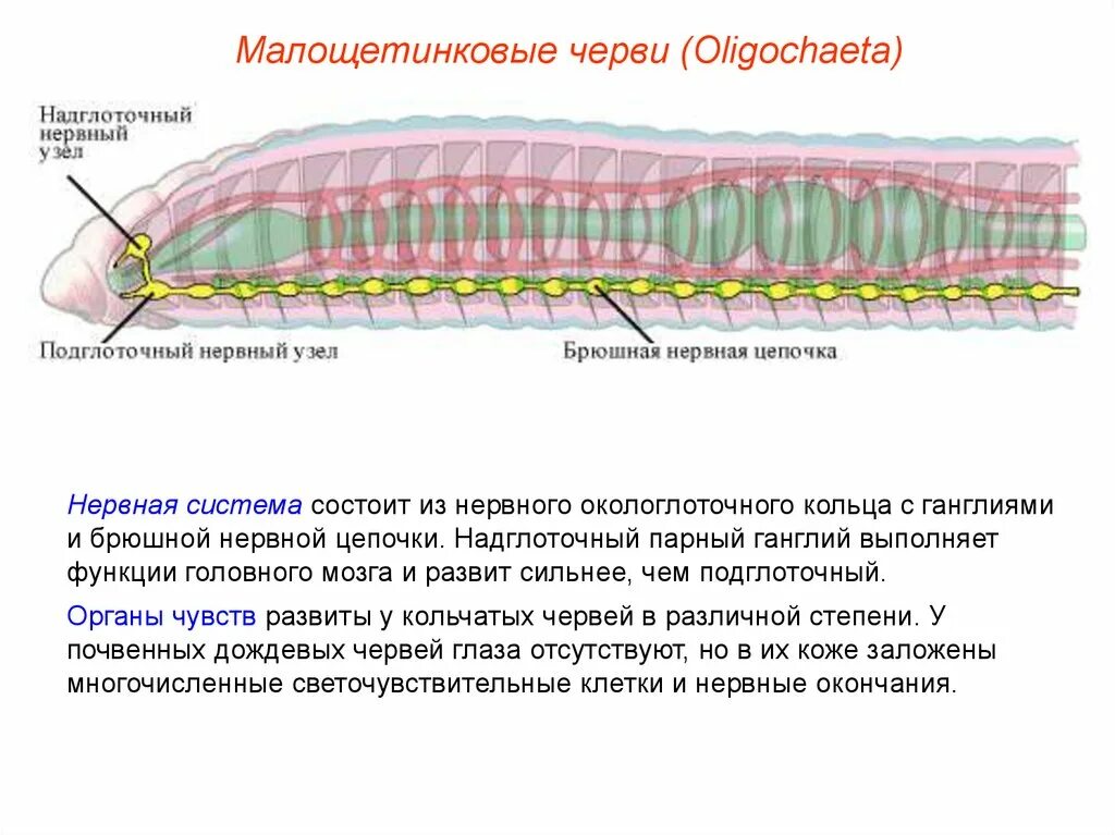 Брюшная нервная цепочка функции