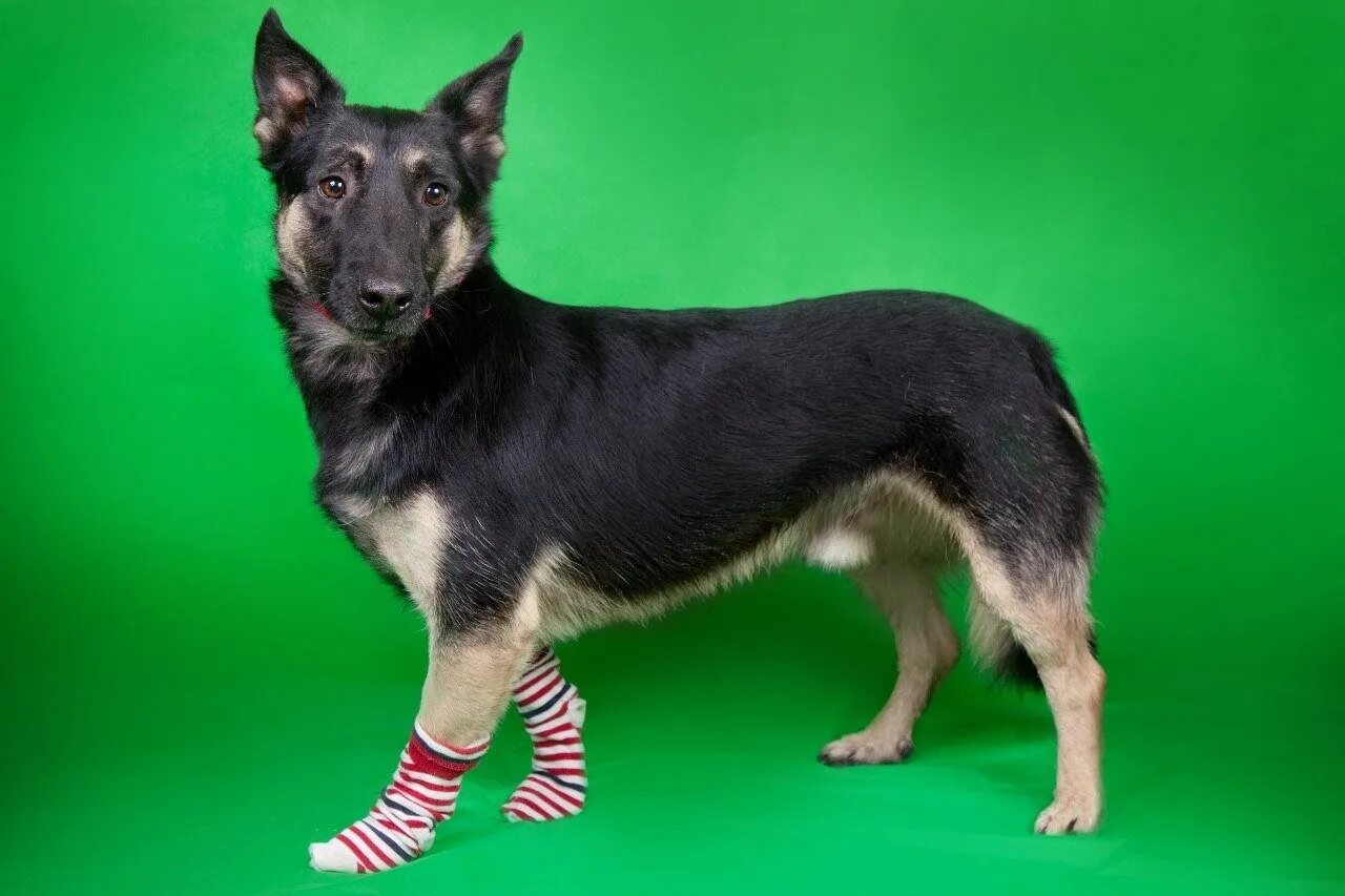 Шеппердино карликовая овчарка. Какая овчарка меньше. Овчарка немецкая арчи бальт. Датская овчарка. Овчарка карлик.