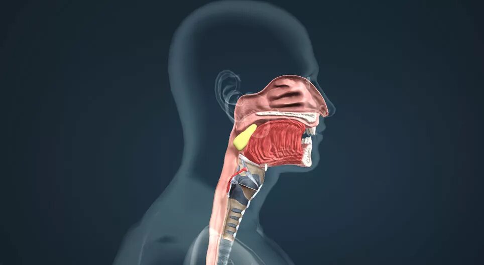 Слюна в пищеводе. Ротовая полость анатомия 3д. Полость рта глотка пищевод анатомия. Злокачественные новообразования в глотке. Рот глотка пищевод анатомия.