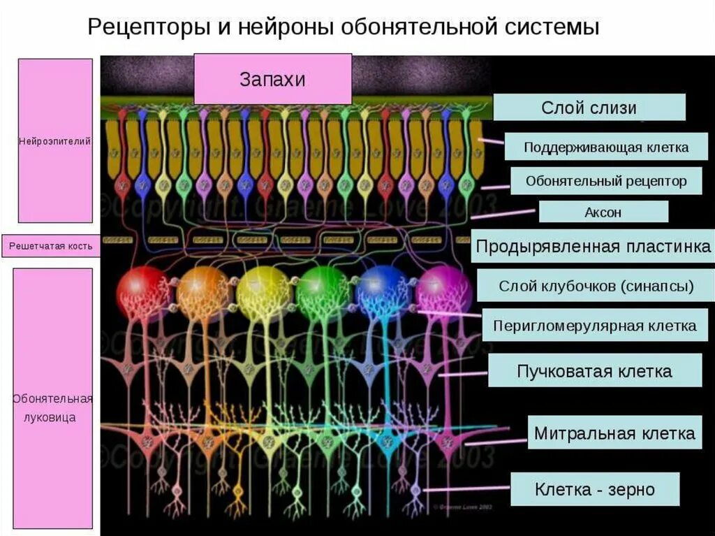 Рецепторы обонятельного анализатора. Рецептор обонятельного анализатора название. Рецепторы клетки. Строение обонятельного рецептора. Обонятельные рецепторные клетки