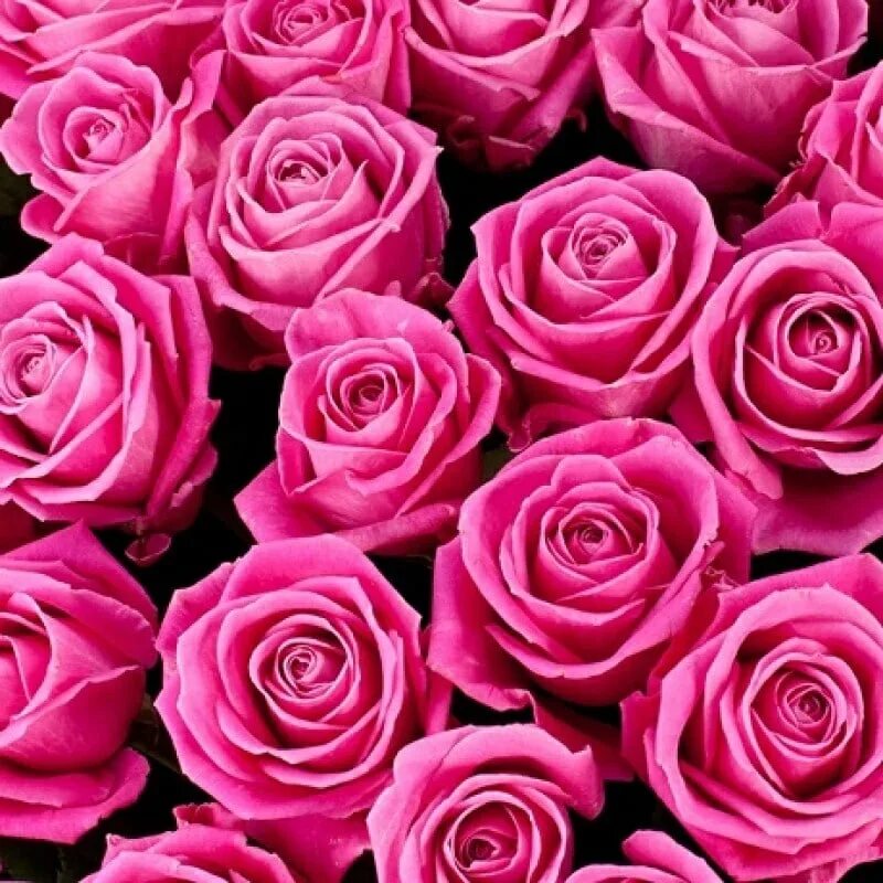 Розый. Яркие розовые розы.