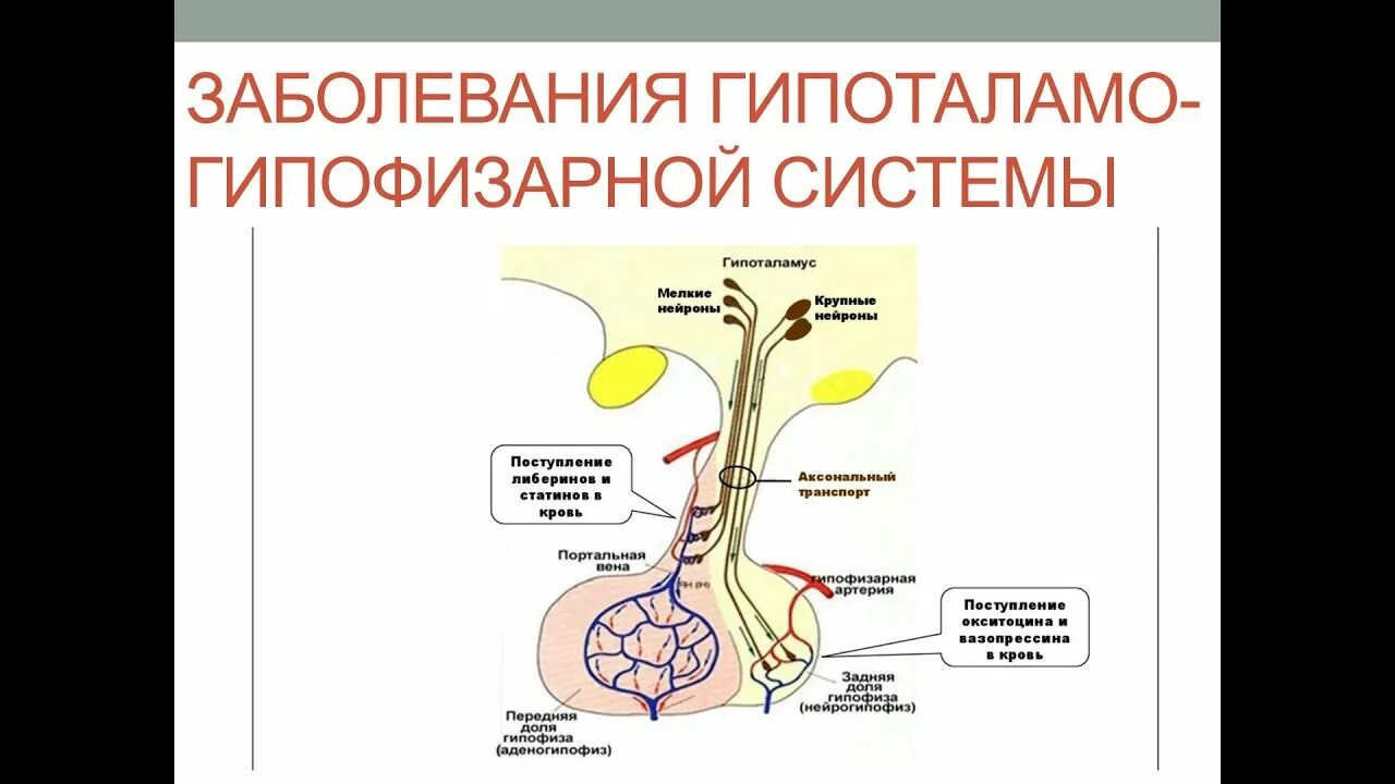 Синдром гипофиза. 6. Гипоталамо-гипофизарная система. 1.1. Гипоталамо-гипофизарная система. Гипоталамо гипофизарная система нормы. Синдромы поражения гипоталамо-гипофизарной системы.