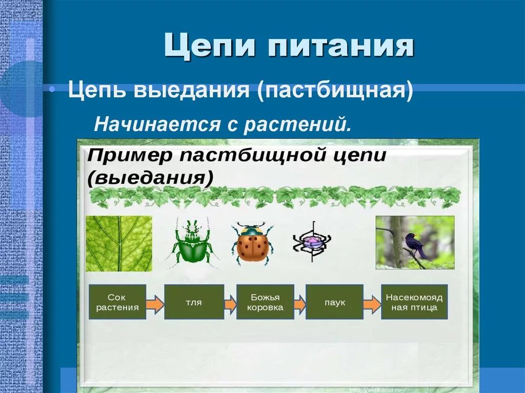 2 пастбищные цепи питания. Детритная пищевая цепь. Пастбищная и детритная пищевые цепи. Пастбищные и детритные цепи питания. Цепи питания биология детритные и пастбищные.