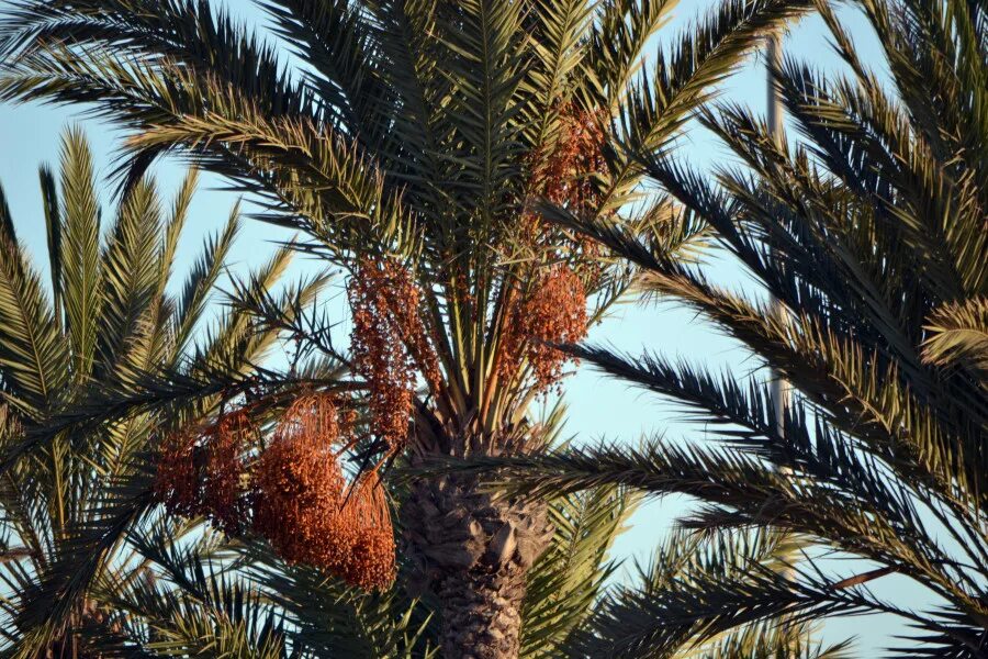 Финиковая пальма где растет природная зона. Финик Марокко Пальма. Растения Африки финиковая Пальма. Финиковая Пальма в Африке. Финиковые пальмы Междуречье.