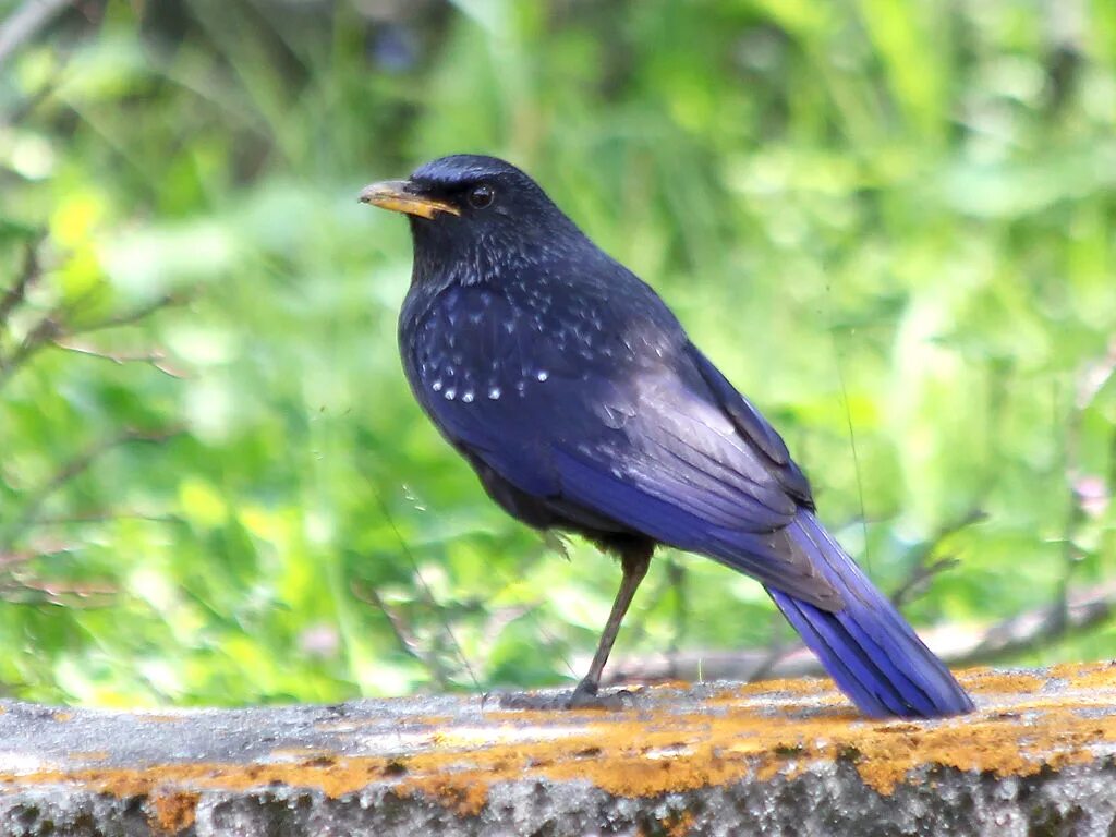 Синяя птица памира. Лиловый Дрозд (Myophonus caeruleus). Синяя птица (Myophonus caeruleus). Синяя птица лиловый Дрозд.