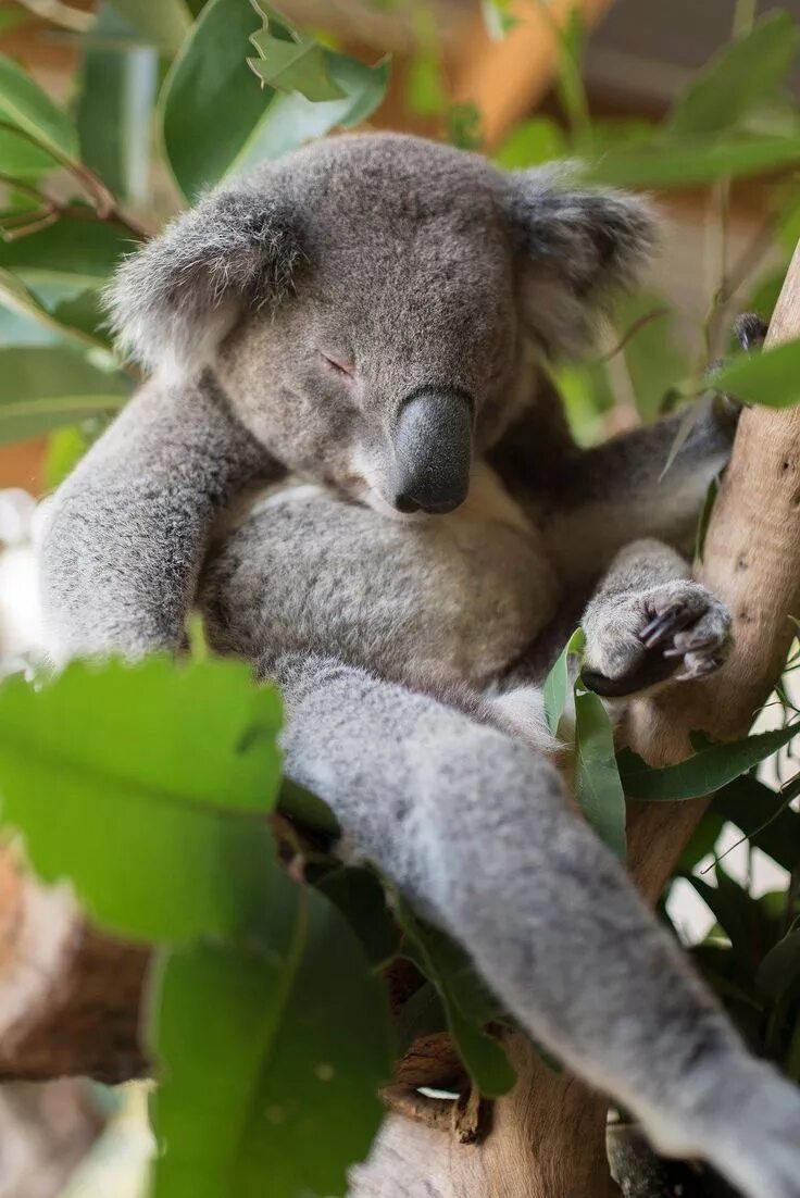 Коала цвет. Коала. Глаза коалы. Коалы цветы. Добрая коала.