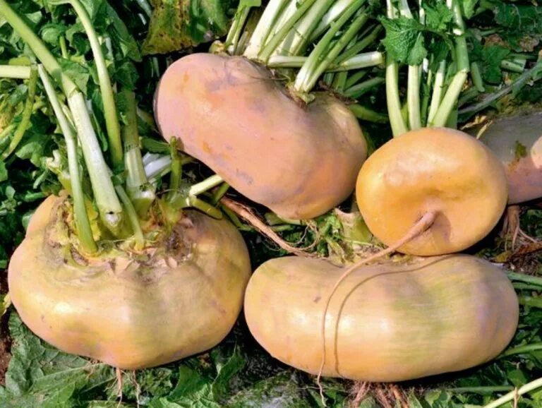 Репа большая. Белая редька турнепс. Турнепс (brassica rapa). Репа корнеплод. Репа (brassica rapa).