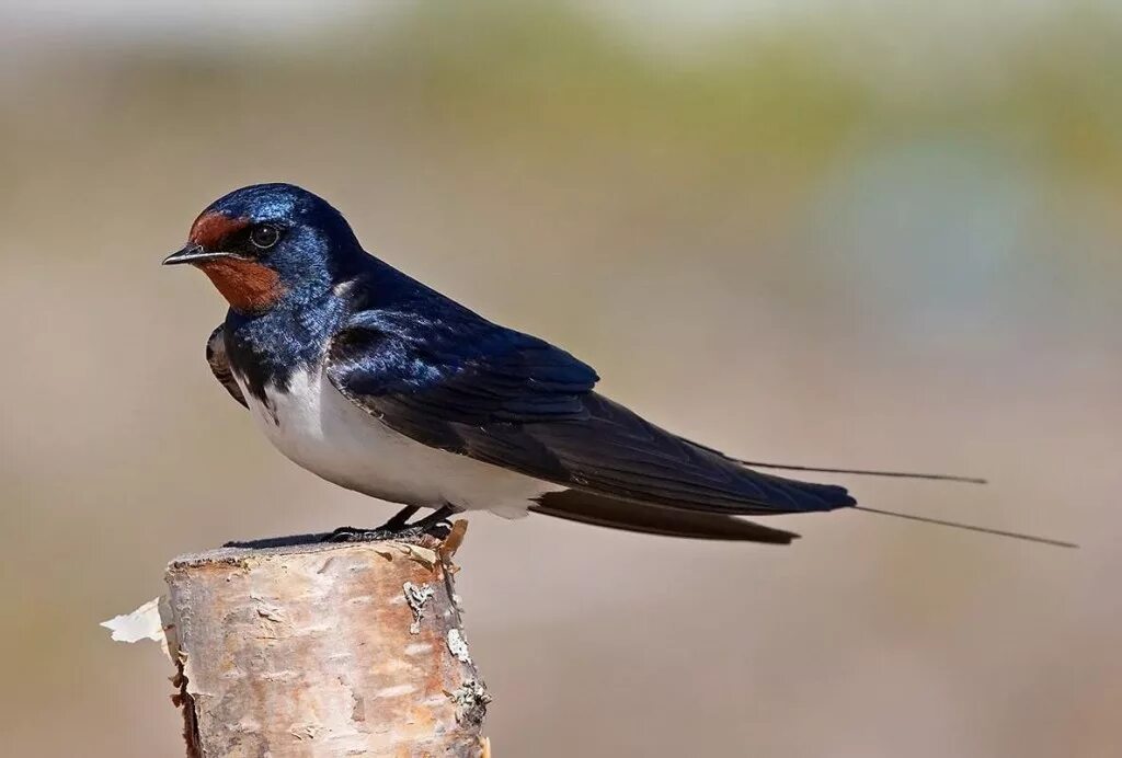 Деревенская Ласточка Касатка. Деревенская Ласточка – Hirundo Rustica. Амбарная Ласточка. Насекомоядные птицы Ласточка.