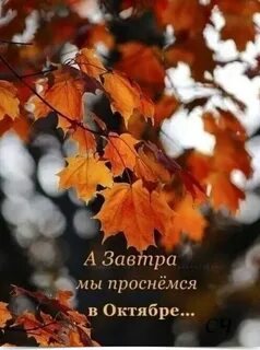 Цвет дня октябрь