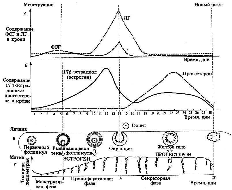 Какое время между циклами. Менструально овариальный цикл схема. Схема фаз овариально-менструационного цикла. Фазы яичникового цикла схема. Схема регуляции овариально менструального цикла.