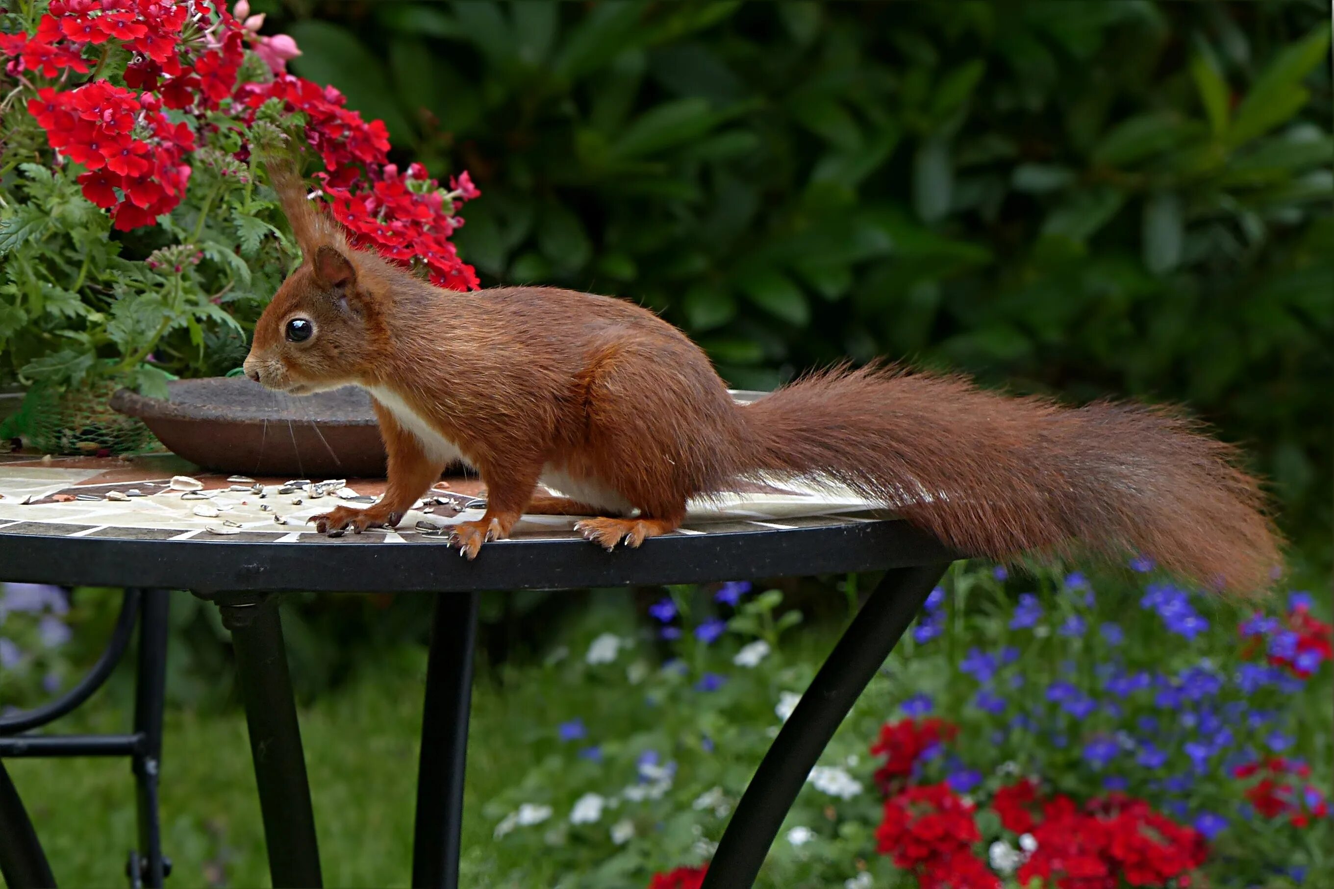 Белки самое главное. Sciurus vulgaris. Белка. Необычные белки. Любопытная белка.