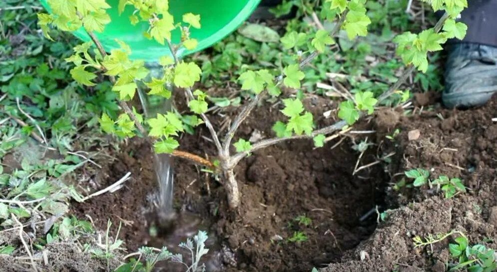 Можно ли вырастить смородину. Смородина черная куст. Рыхление черной смородины. Мульча для смородины. Саженцы смородины.