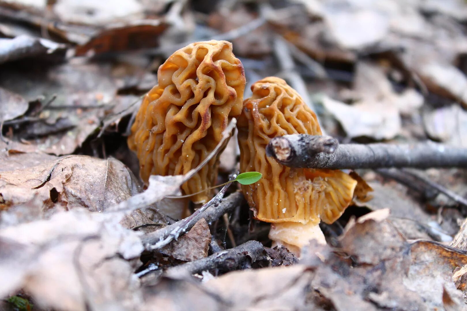 Сморчок обыкновенный. Сморчки. Весенние грибы сморчки. Сморчок обыкновенный. Сморчок и строчок.