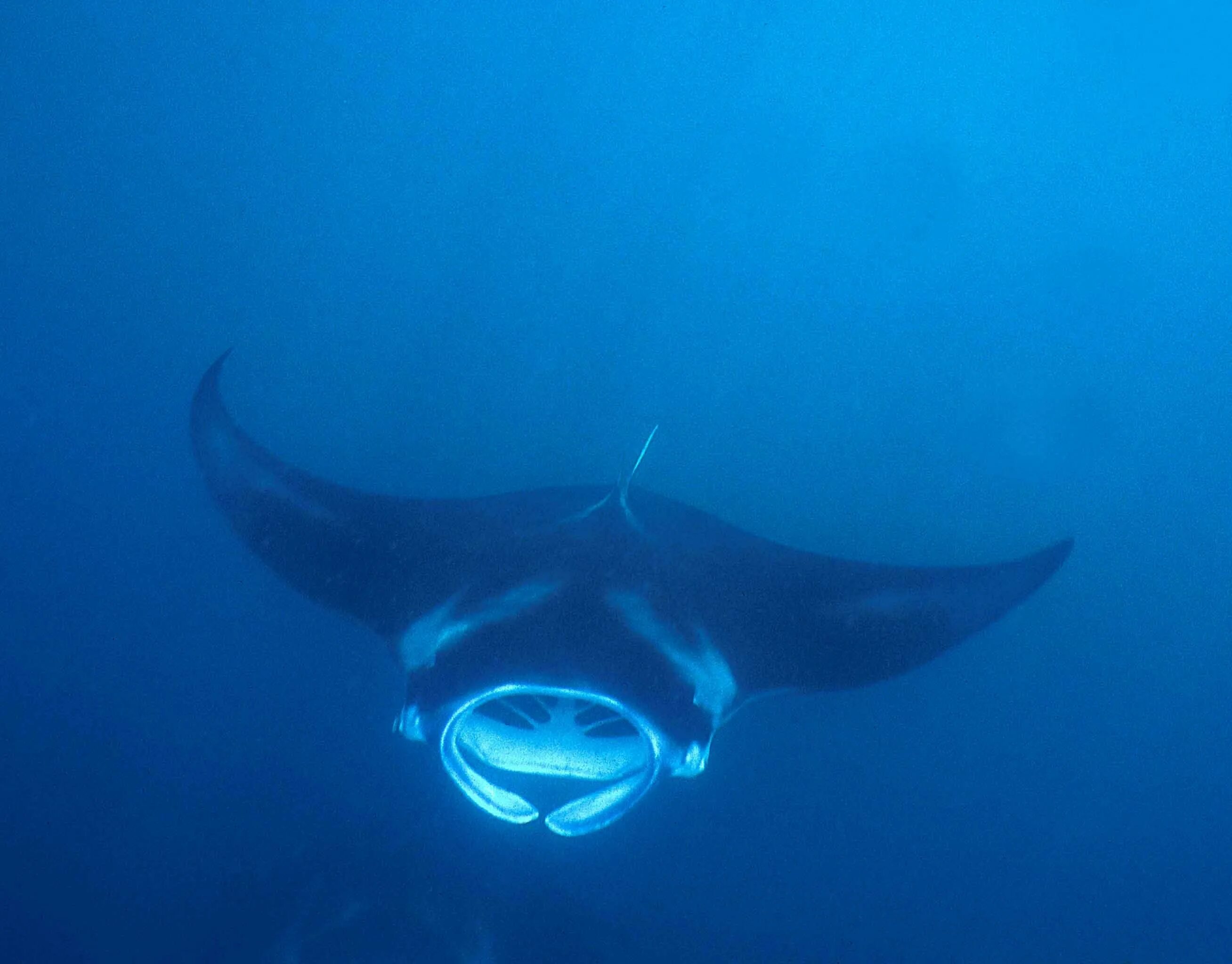 Manta pacific. Гигантский Скат Манта. Скат морской дьявол. Скат Manta морской дьявол.