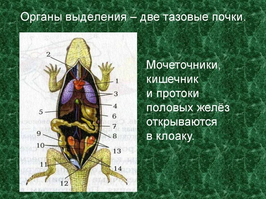 Кишечник мочеточники открываются в клоаку