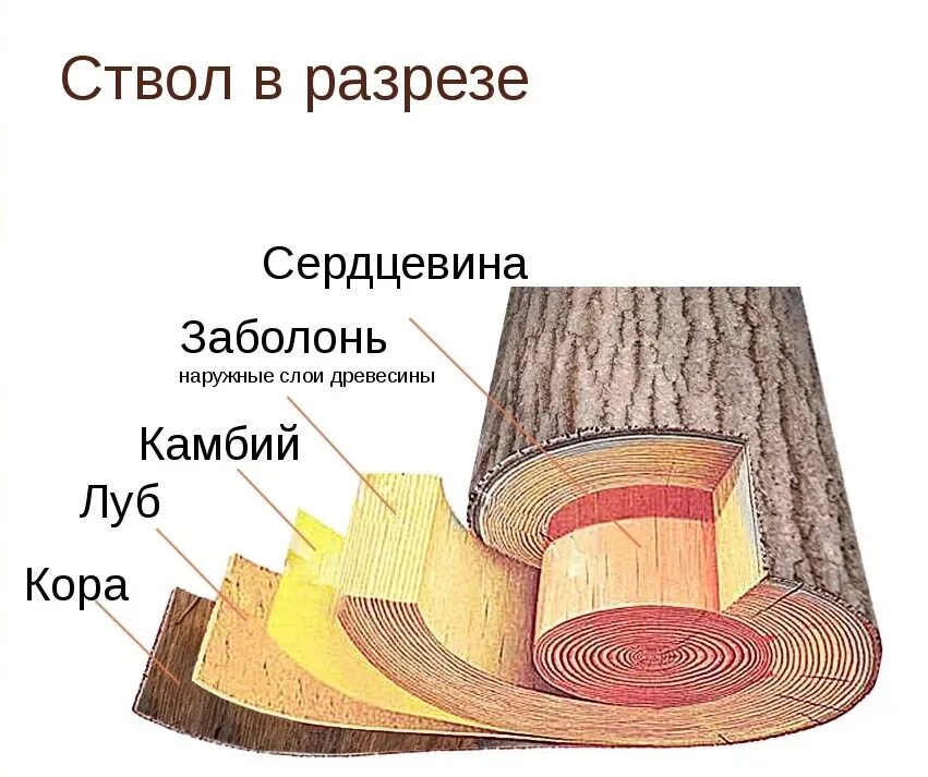 Строение древесины Луб заболонь. Строение ствола дерева камбий. Строение дерева Луб камбий.