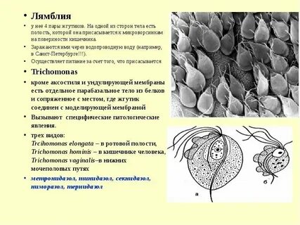 Лямблия антиген положительно