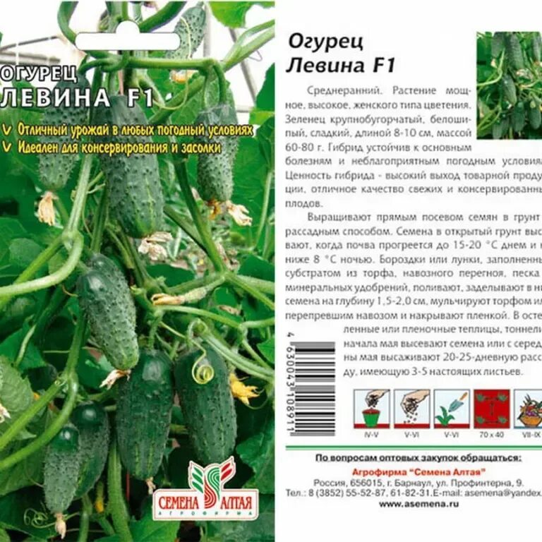Сорт огурцов в открытом грунте