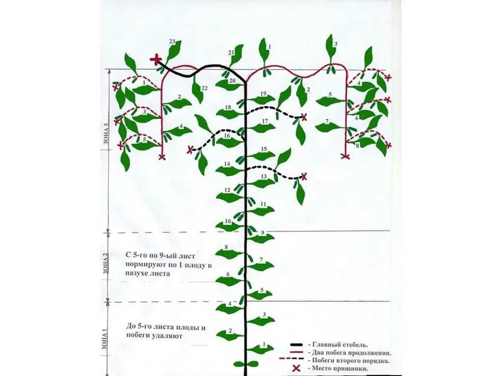Обрезать ли огурцы. Схема формирования огурца Кураж. Формирование партенокарпических огурцов в теплице схема. Схема формирования огурца в теплице. Огурцы прищипывание в теплице схема.