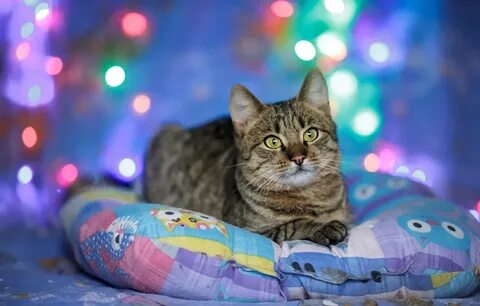 Картинки кот нова