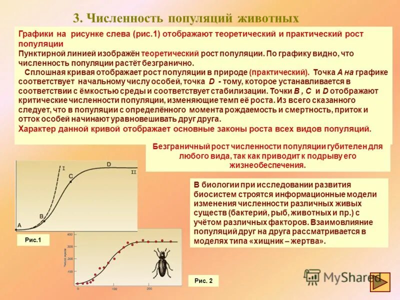 Популяция примеры. Рост популяции животных. Кривые роста численности популяции. Динамика численности популяции. Рост популяции нестерилизованных собак и кошек.