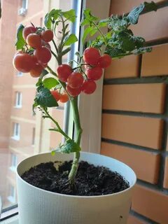 Семена для балкона