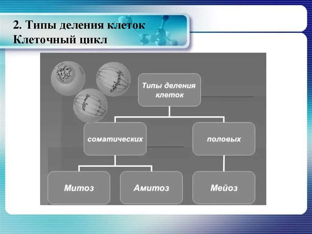 Типы деления клеток. 2 Типа деления клеток. Типы клеточного деления. Деление клетки виды деления. Постоянное деление клеток