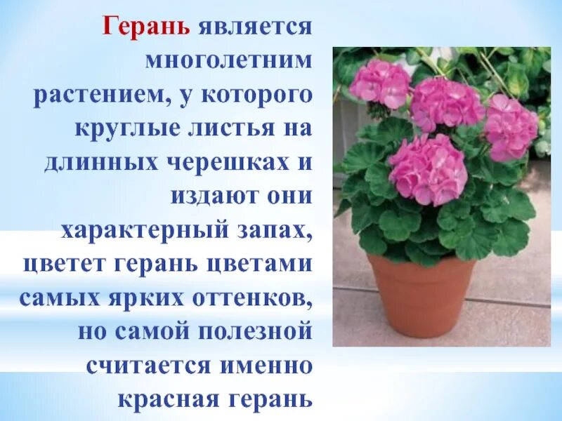 Герань комнатное растение. 2. Герань (пеларгония). Пеларгония Родина растения. Пеларгония комнатное растение. Герань кратко