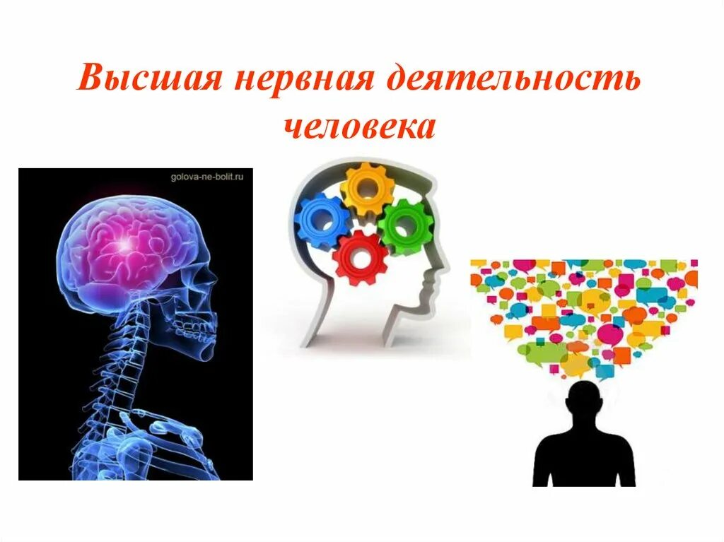 Высшая нервная деятельность человека презентация. Высшая нервная деятельность человека. Нервная деятельность человека презентация. ВНД человека. Высшая нервная деятельность мозг.