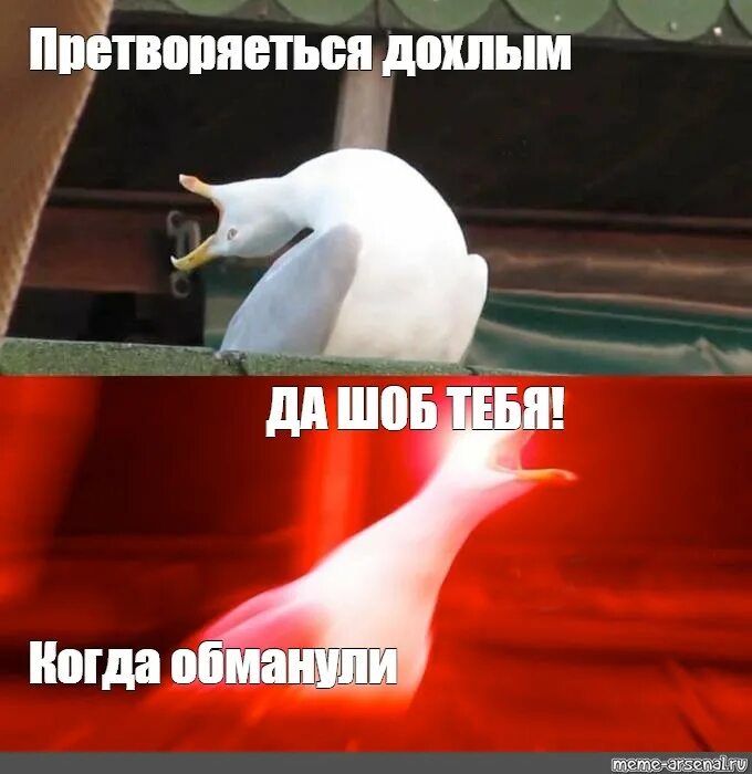 Часто глубокий вдох. Чайка Мем. Глубокий вдох Мем. А вот в Америке Мем Чайка. Дохлая Чайка Мем.