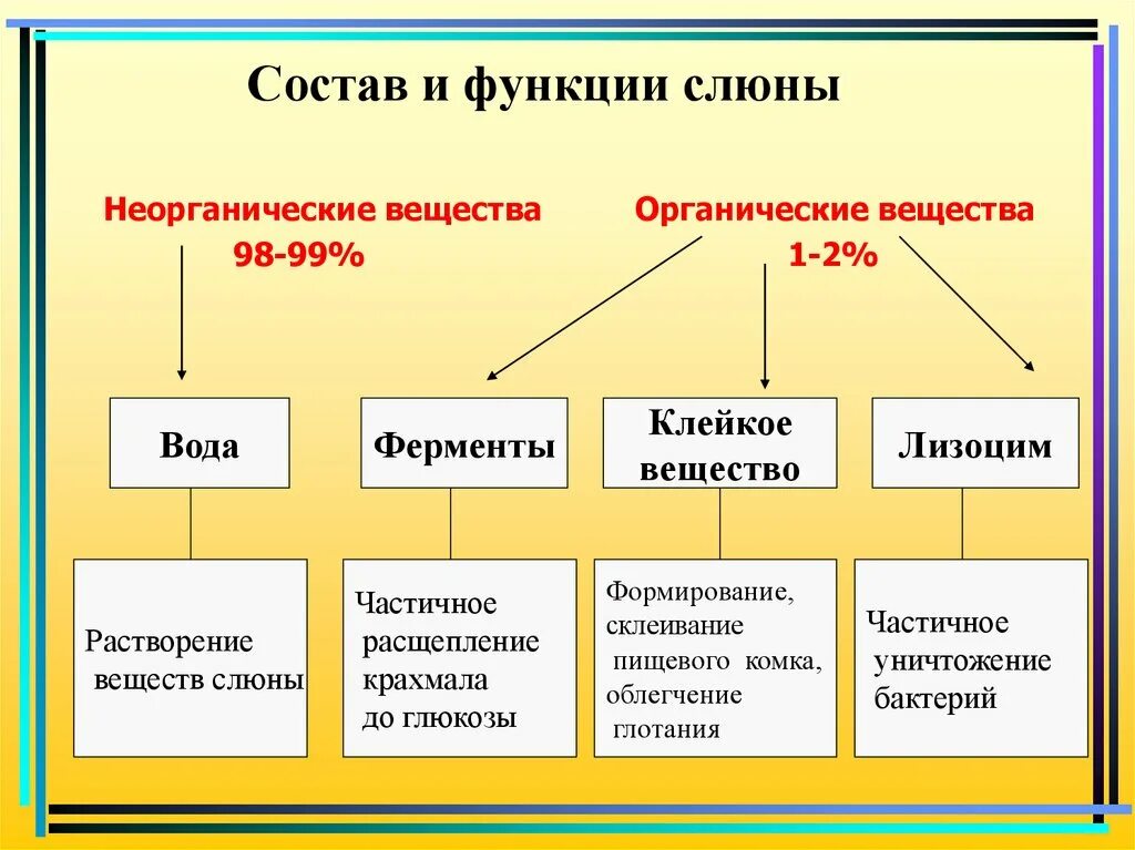 Состав и функции слюны. Состав слюны человека и ее функции таблица. Состав слюны человека. Строение слюны.