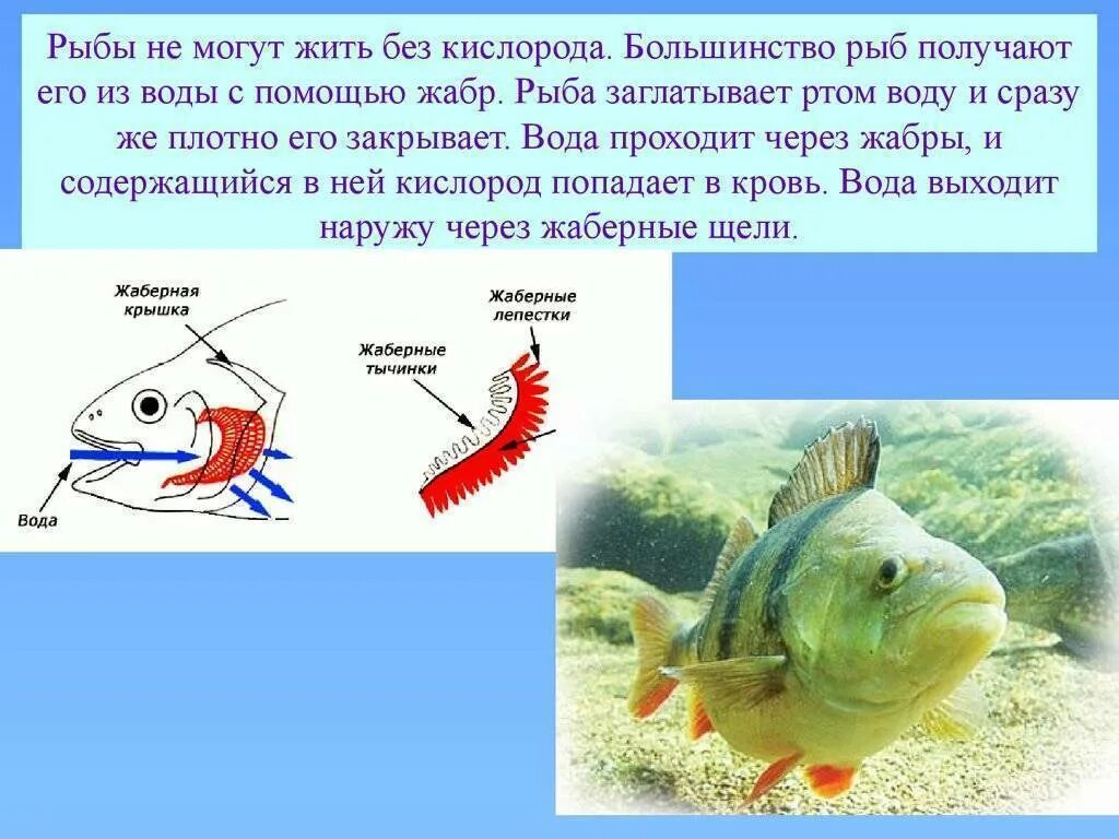 Сколько память у рыбы. Рыбы обитающие в воде. Почему рыба не может жить без воды. Почему рыбы живут в воде. Почему рыбы не могут жить без воды.