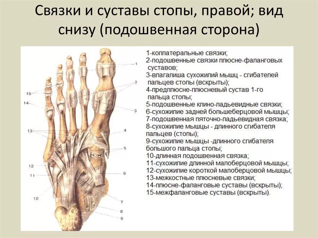 Связочный аппарат стопы. Межфаланговые суставы стопы движения. Связочный аппарат стопы человека анатомия. Строение стопы человека вид снизу. Суставы стопы анатомия схема.