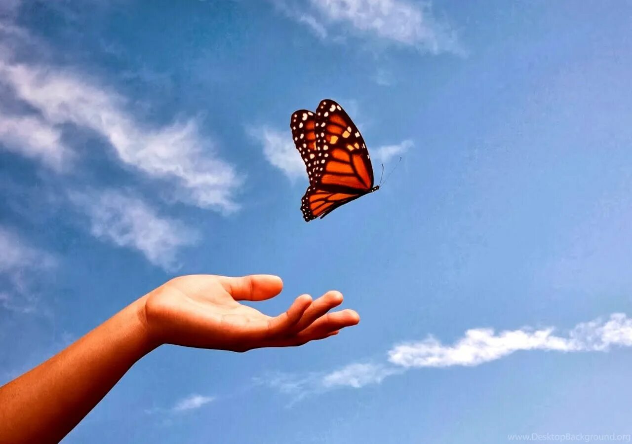 Бабочка на ладони. На руку бабочка. Бабочка улетает с руки. Бабочка улетает с ладони.