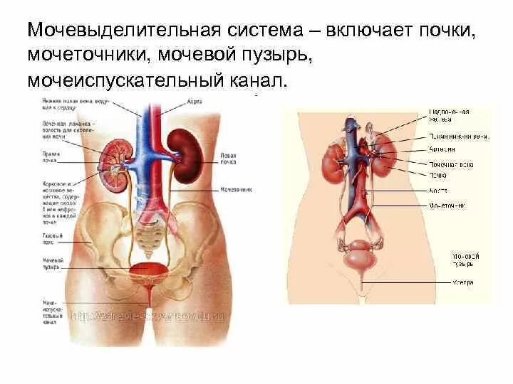 Мочеполовая система у женщин. Мочевыделительная система мочевая система человека. Мочеполовая система анатомия человека мочевой пузырь. Мочевыделительная система мочеточники мочевой пузырь. Почки мочеточники мочевой пузырь схема.