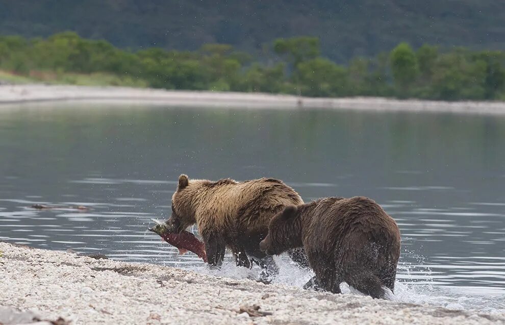 Где живет камчатский медведь. Камчатский медведь. Медведь на пляже. Медвежье озеро животные.