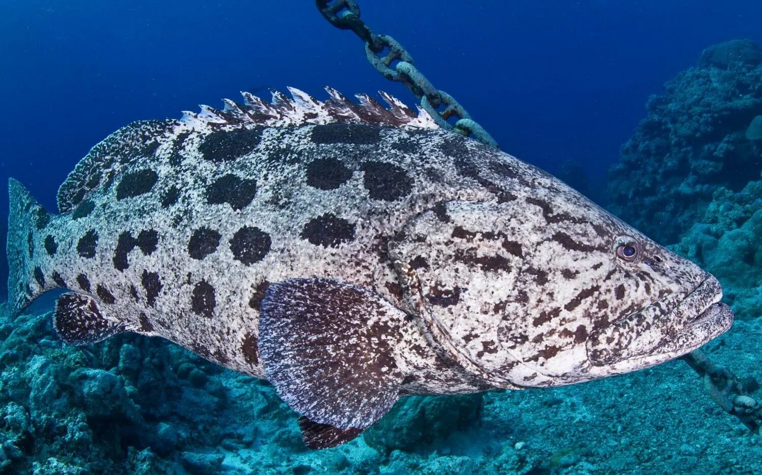 Групер в крыму. Малабарский Групер. Epinephelus tukula. Групер белопятнистый. Тихоокеанский Групер.