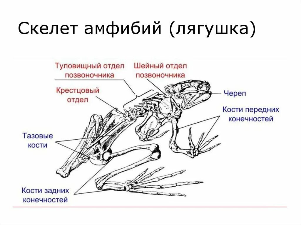 Опорно двигательная система лягушки скелет. Земноводных строение отделов скелета. Строение скелета земноводного. Отделы скелета земноводных лягушки. Назовите кости пояса передних конечностей птицы