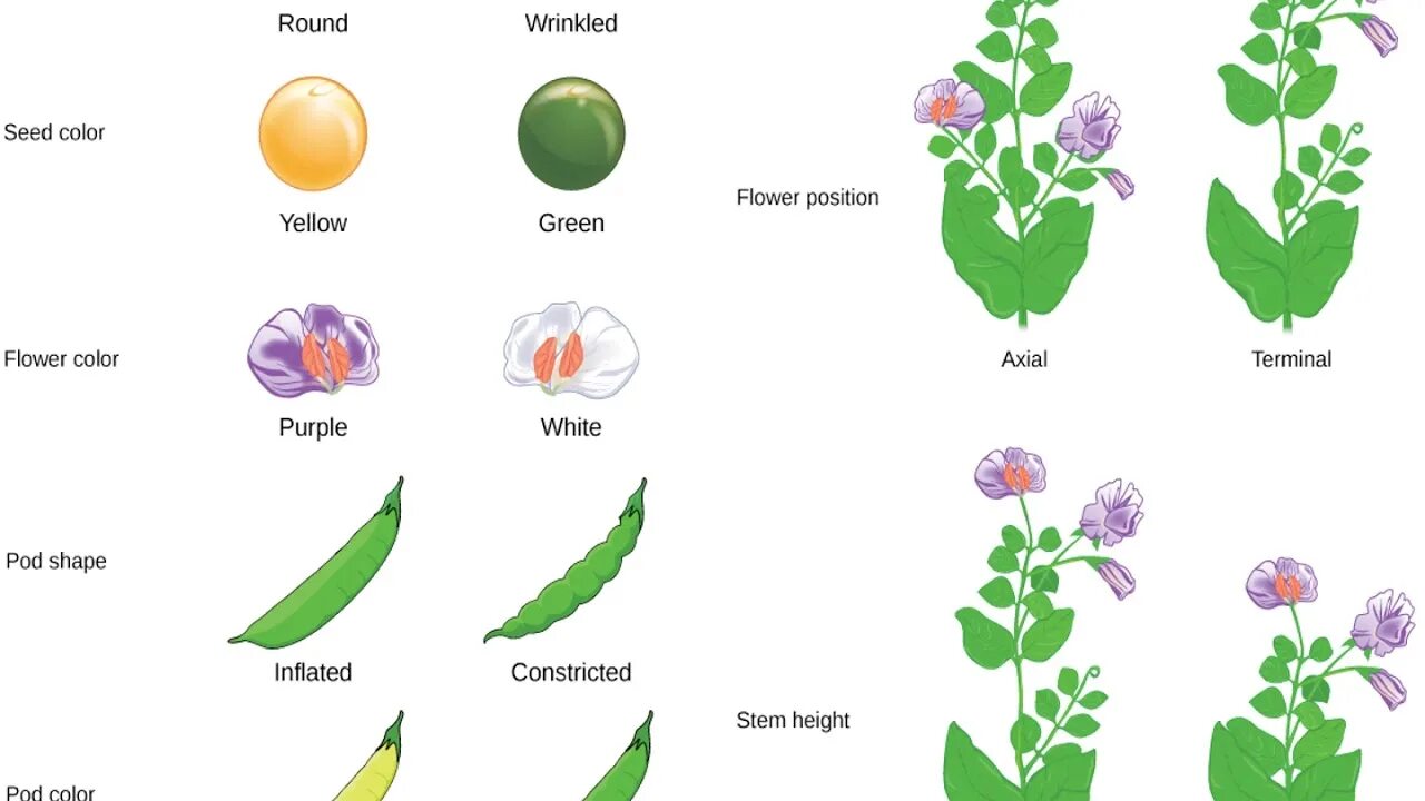 Грегор Мендель генетика горох. Альтернативные признаки гороха Менделя. Скрещивание растений. Альтернативные признаки гороха.