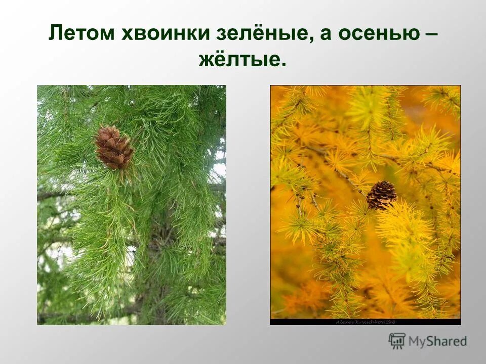На зиму сбрасывает хвоинки. Желтые хвоинки лиственницы. лиственница осенью. лиственница желтая. лиственница сбрасывает иголки.